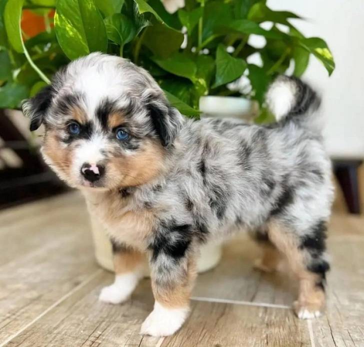 Adorables cachorros de pastora `australiano
