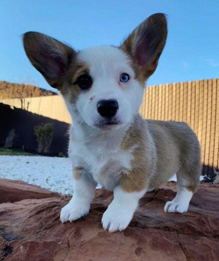 Cachorros activos `de Welsh Corgi.