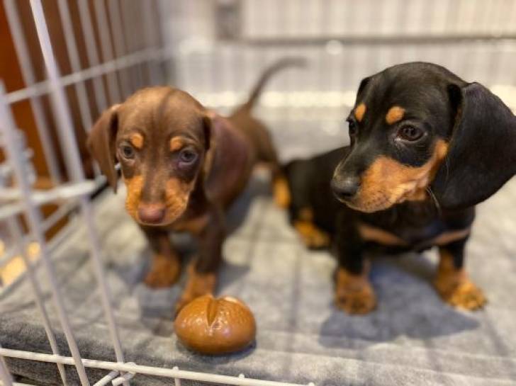 Hermosos cachorros de perro.. salchicha