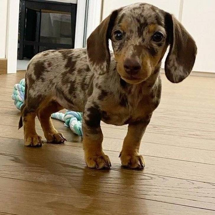 Hermosos cachorros de perro.. salchicha