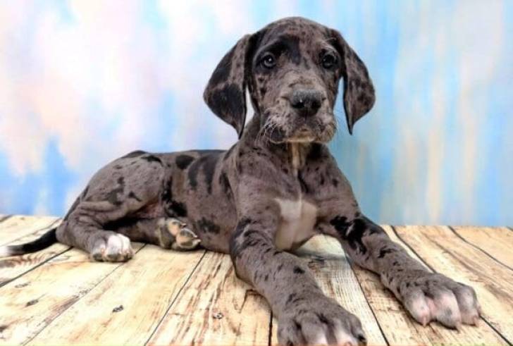 Preciosos. cachorros de gran danés Excelentes