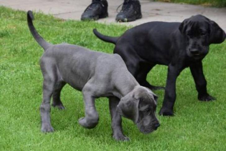 Preciosos. cachorros de gran danés Excelentes