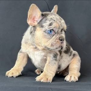 REGALO Cachorros de Bulldog Frances Para Adopcion