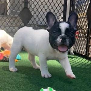 REGALO Cachorros de Bulldog Frances Para Adopcion3