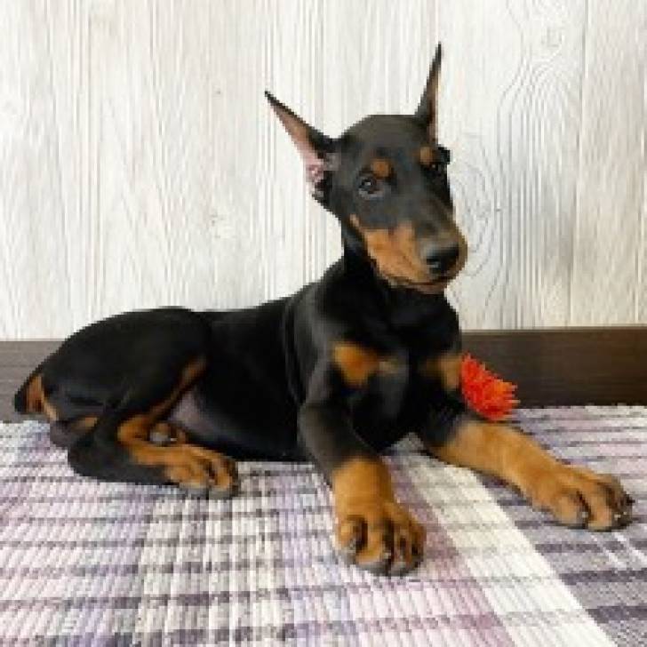 Cachorros inteligentes de Doberman Pinscher,/