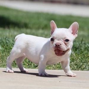 REGALO Cachorros de Bulldog Frances Para Adopcion34