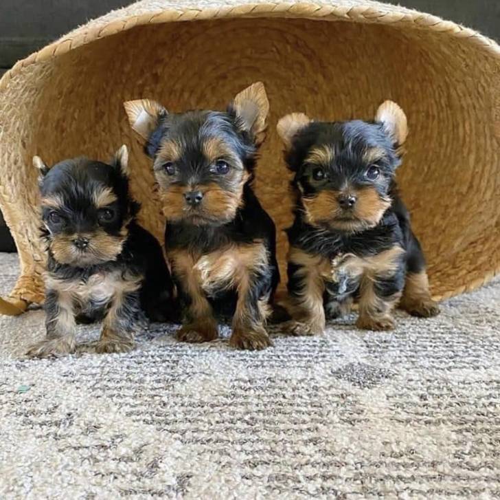 REGALO MINI TOY YORKSHIRE CACHORROS  19