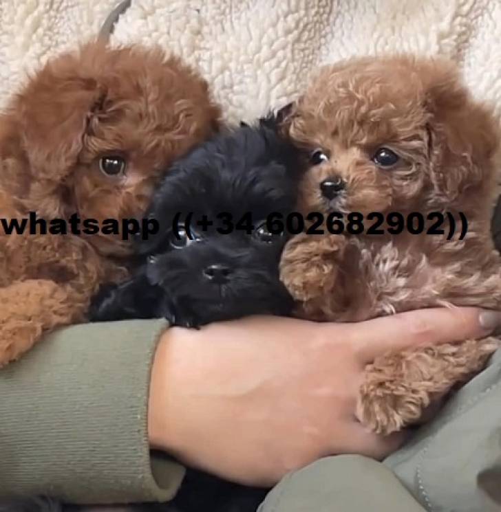 REGALO HERMOSO CANICHE PEQ5UENO TOY18