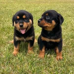 REGALO LINDO ROTTWEILERS CACHORROS 000