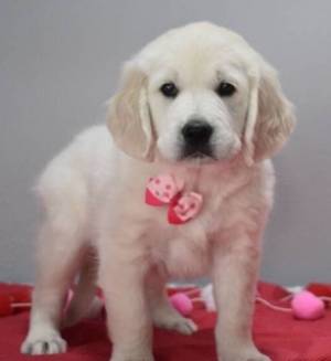 Regalo Cachorros de Golden Retriever Para Adopciongfdgs