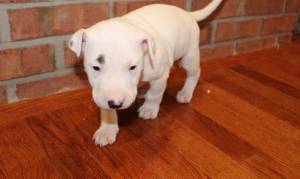 REGALO ADORABLES BULL TERRIER CACHORROS 2