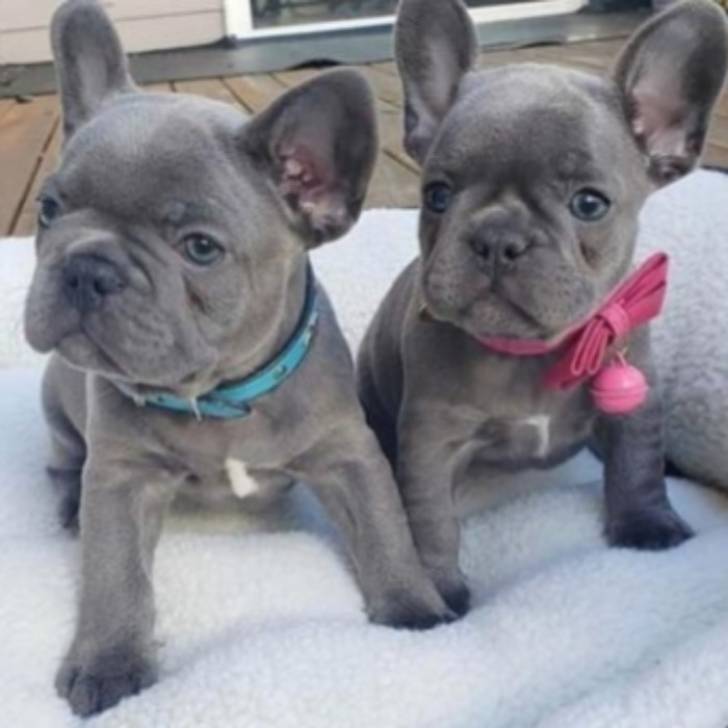 REGALO ADORABLES BULLDOG FRANCES BLUE 19