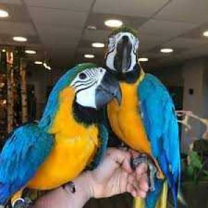 hola, cacatúas, grises, amazonas y huevos fértile
