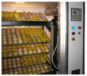 Loros y huevos fértiles de loros ..kk lk