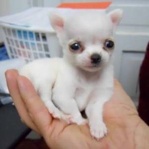 REGALO TOY CHIHUAHUA CACHORROS MINI 14