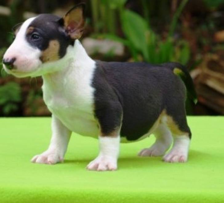 REGALO LINDO BULL TTERIER CACHORROS MINIATURE 19