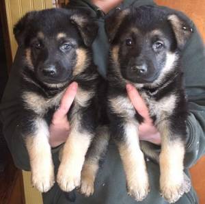 REGALO PASTORE ALEMAN CACHORROS W 25