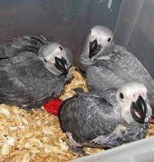 REGALO LOROS YACOS GRISE AFRICANOS 10