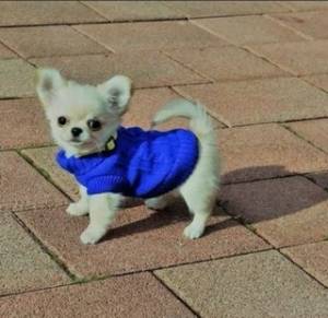 Regalo cachorros de Chihuahua mini para adopcion 1asdl