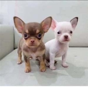 Regalo cachorros de Chihuahua mini para adopcion 1asdv