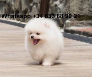 gfdd CACHORROS DE LULU POMERANIA MINI TOY