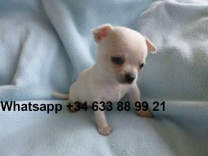 bngfq CACHORROS DE CHIHUAHUA DE MINI TOY