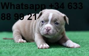 rrw cachorros American Bully hembra y macho