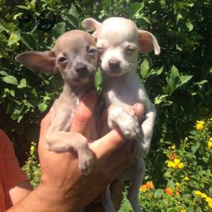 Regalo lindo chihuahua mini toy 5