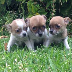 Regalo lindo chihuahua mini toy 12~