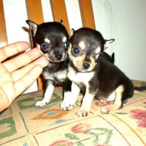 Regalo lindo chihuahua mini toy 13