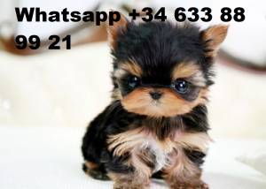 uuio CACHORROS DE YORKSHIRE TERRIER MINI TOY