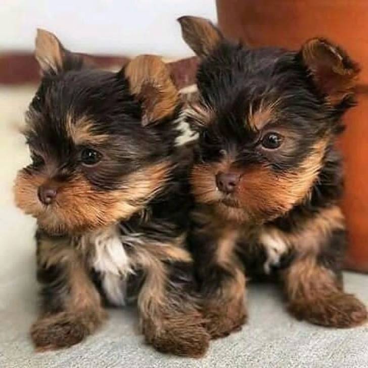 Regalo adorables yorkshire minii 14