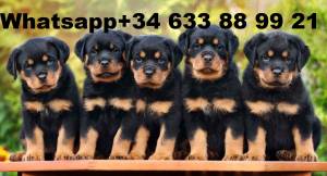 rtyuj Cachorros De Rottweiler hembra y macho