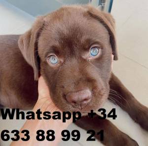 ccdxt CACHORROS DE MACHOS Y HEMBRAS LABRADOR RETRIEVER