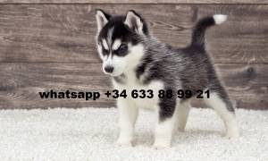 fghe camada de cachorros Husky Siberiano hembra y macho
