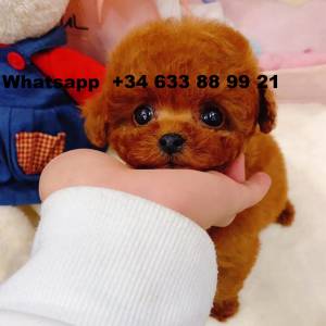 ghhgf CACHORROS DE CANICHES MACHO Y HEMBRA MINI TOY