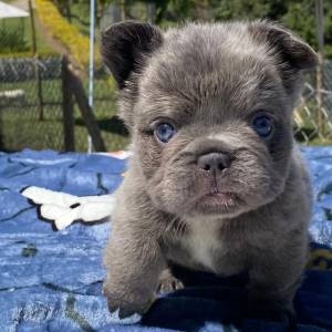 FYB LINDO BULLDOG FRANCES CACHORROS BLUE