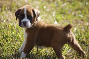 EEEG camada de cachorros BOXER hembra y macho