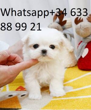 RR CACHORROS DE BICHON MALTES MINI TOY