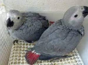 REGALOS LOROS YACOS GRISE AFRICANOS. S