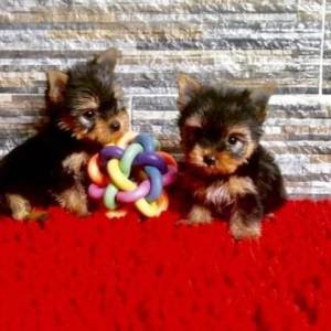 REGALO YORKSHIRE CACHORROS TE TOY `9