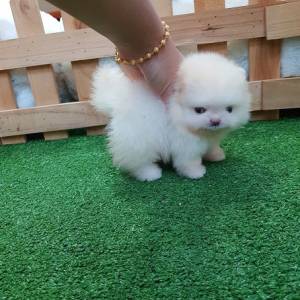 REGALO BLANCO POMERANIA TOY 16