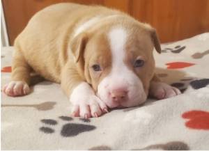 REGALO ADORABLES AMERICAN BULLY 0