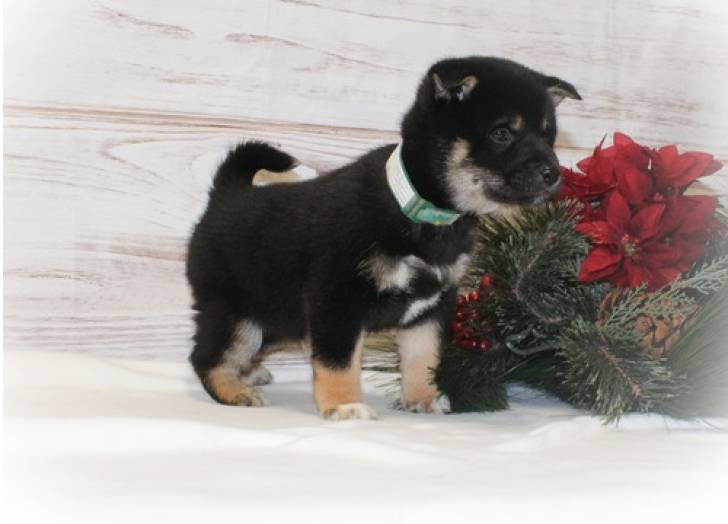 REGALO CACHORROS SHIBA INU 0