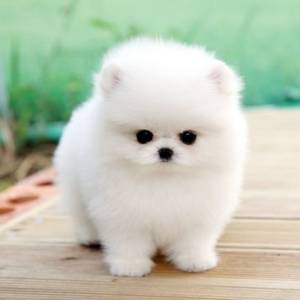 REGALO POMERANIA CACHORROS TOY5