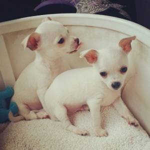 REGALO CACHORROS CHIHUAHUA TOY 12