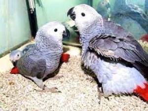 REGALO PRECIOSE LOROS YACOS GRISE//