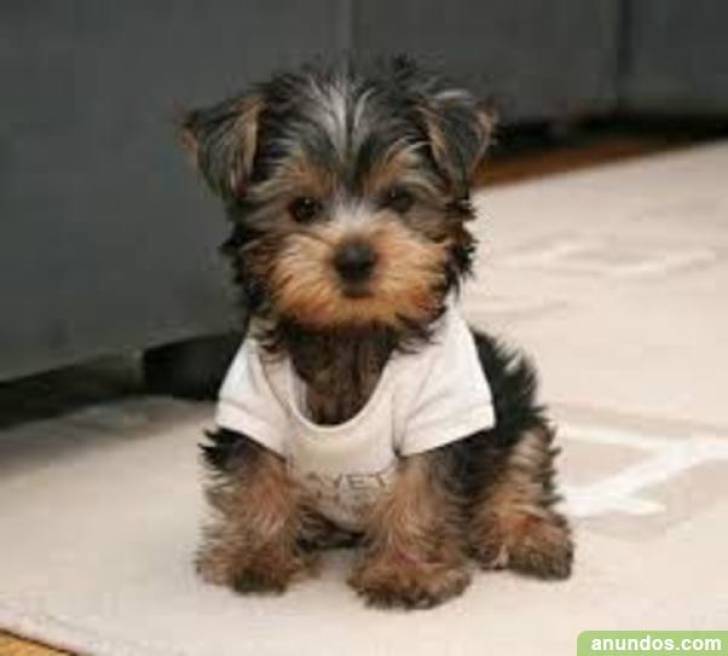 camada cachorro yorkshire disponible