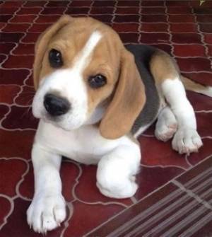 Regalo Cachorros de Beagle Para Adopcion xsz0