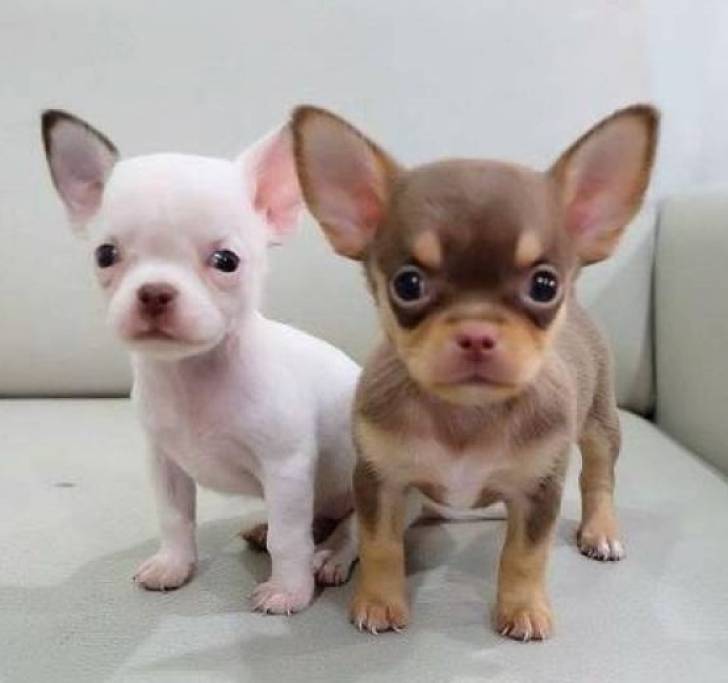 Lindos y Saludables Cachorros` Chihuahua